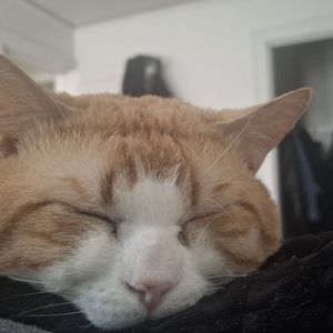 Meet your Posher, Chaya